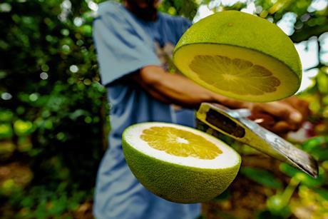 pomelo