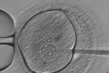 Embryo_microinjection200917