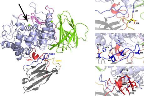 Structure of GCase-Nb1 complex