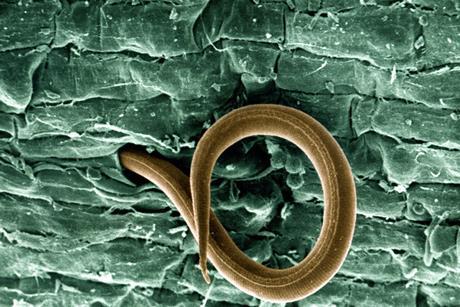 Juvenile root-knot nematode (meloidogyne incognita)