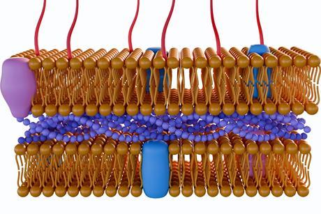 Gram Negative Cell Wall Shutterstock