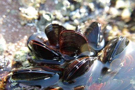 mussel-4867351_1280_Belinda Cave via Pixabay