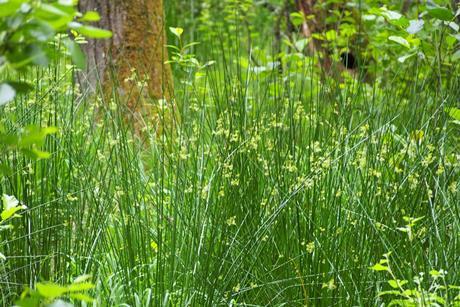 Juncus effusus