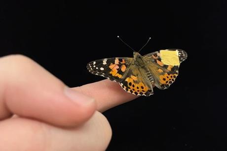 Low-Res_NatCommButterflyPhoto