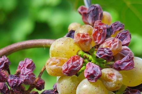grape-3666726_1920