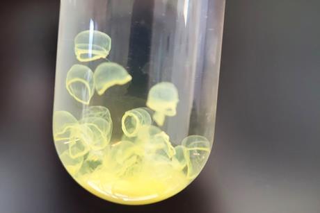 Molecular Jellyfish