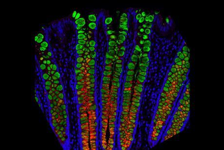 goblet cells_online
