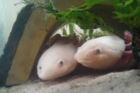 2leucistic_axolotls-Timothy-Hsu-2
