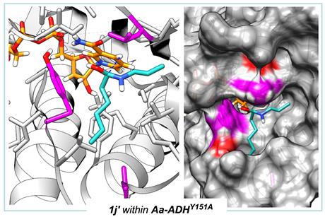 Structural rationale for enhanced amide formation