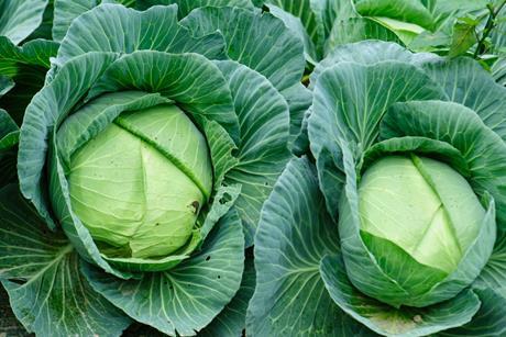 shutterstock_2626124323