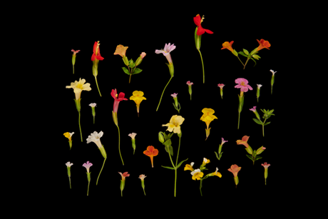 Low-Res_Mimulus_Horizontal_23_black.jpg