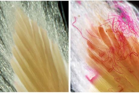Nematodes in European Beech 2 - Colbert-Pitts et al 2025 Plant Pathology