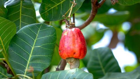 cashew appel