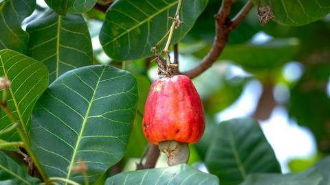 cashew appel