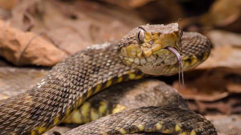 Bothrops_atrox_113840233