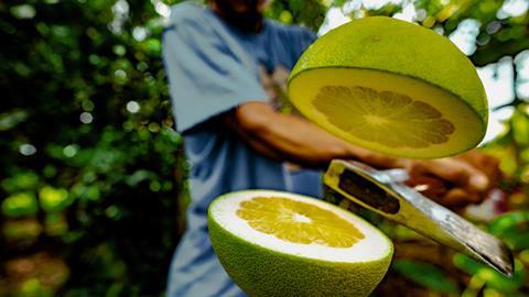 pomelo