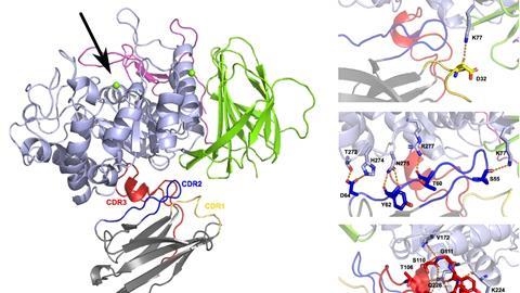 Structure of GCase-Nb1 complex