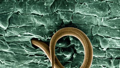 Juvenile root-knot nematode (meloidogyne incognita)