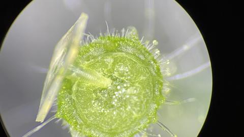 MIT-Microneedle-Delivery-02-press