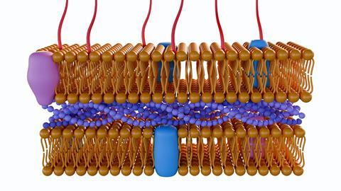 Gram Negative Cell Wall Shutterstock