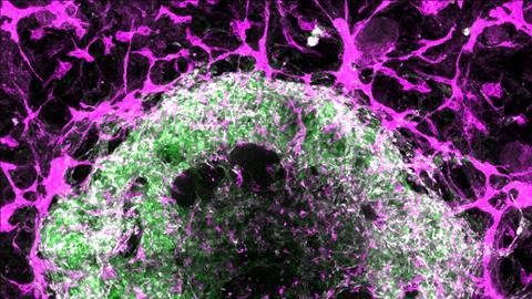 Oscar-Abilez-organoid-blood-vessels