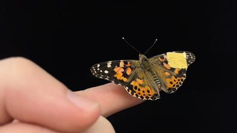 Low-Res_NatCommButterflyPhoto