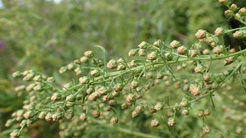 Artemisia annua of zomeralsem, waaruit artemisinine wordt gewonnen