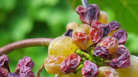grape-3666726_1920