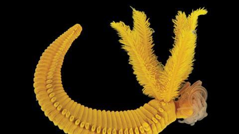 _20250826_on_worm