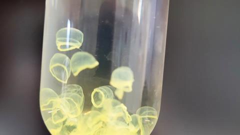 Molecular Jellyfish 2