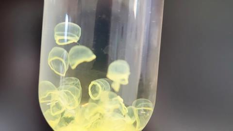 Molecular Jellyfish