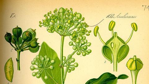 800px-Illustration_Hedera_helix0