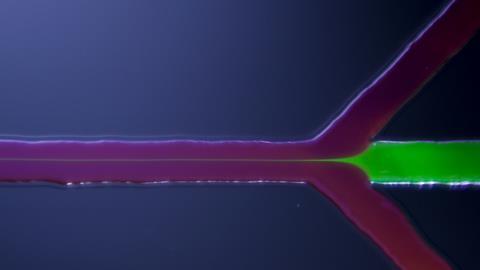 1620px-Hydrodynamic_flow_focusing_in_a_microfluidic_device