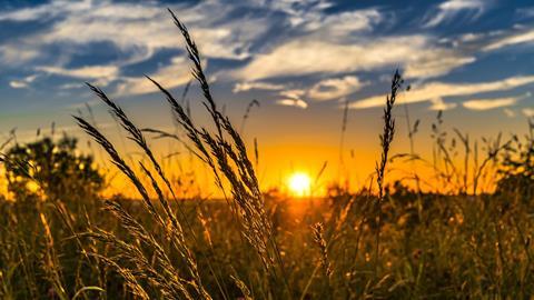 wheat-2391348_1920