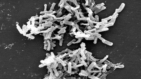 Clostridium_difficile_01