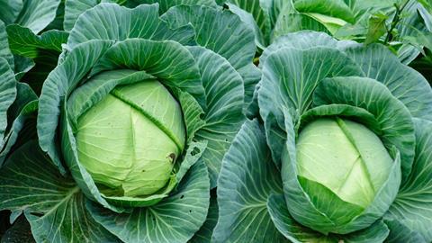 shutterstock_2626124323