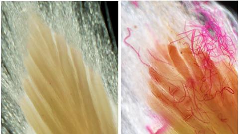 Nematodes in European Beech 2 - Colbert-Pitts et al 2025 Plant Pathology
