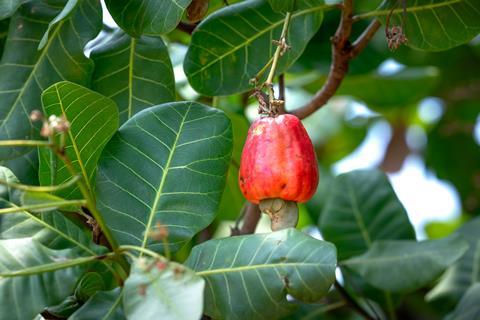 cashew appel