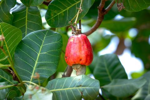 cashew appel