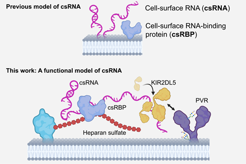 graphical abstract news