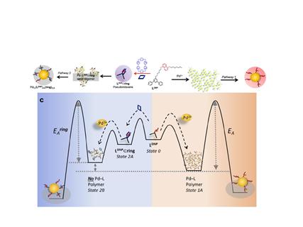 pathway_fig2_page-0014