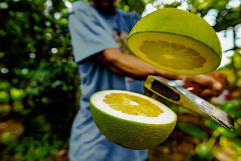 pomelo