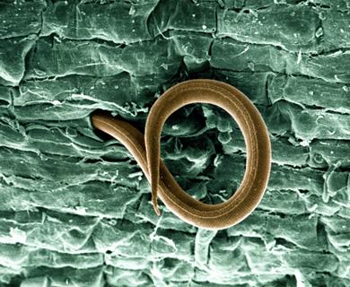 Juvenile root-knot nematode (meloidogyne incognita)