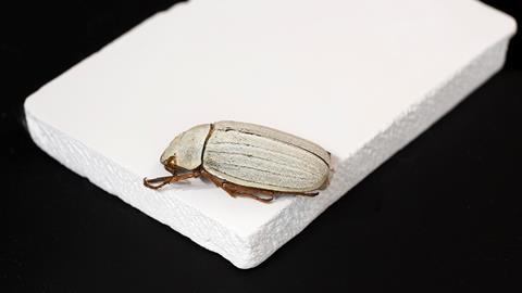 Cyphochilus beetle - City University of Hong Kong