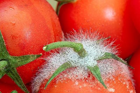 Rhizopus_tomaat