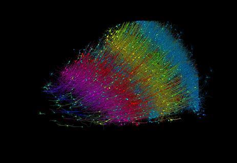 Six layers of excitatory neurons colored by depth, klein