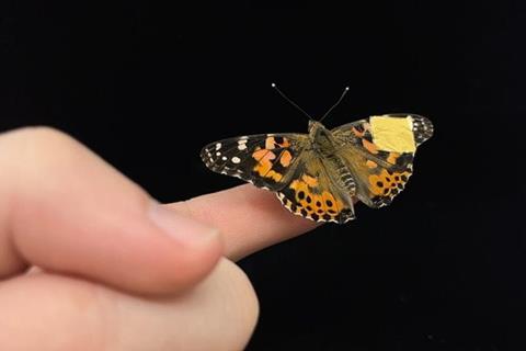 Low-Res_NatCommButterflyPhoto