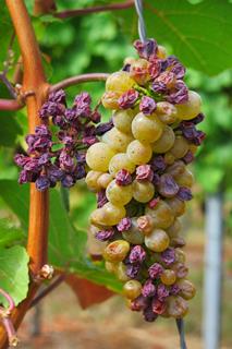 grape-3666726_1920