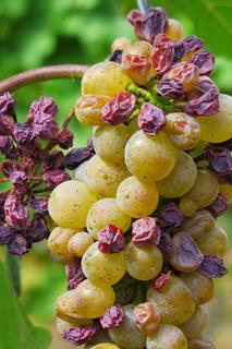 grape-3666726_1920