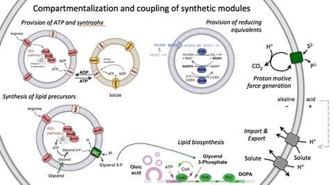 Modules for the building of a synthetic cell